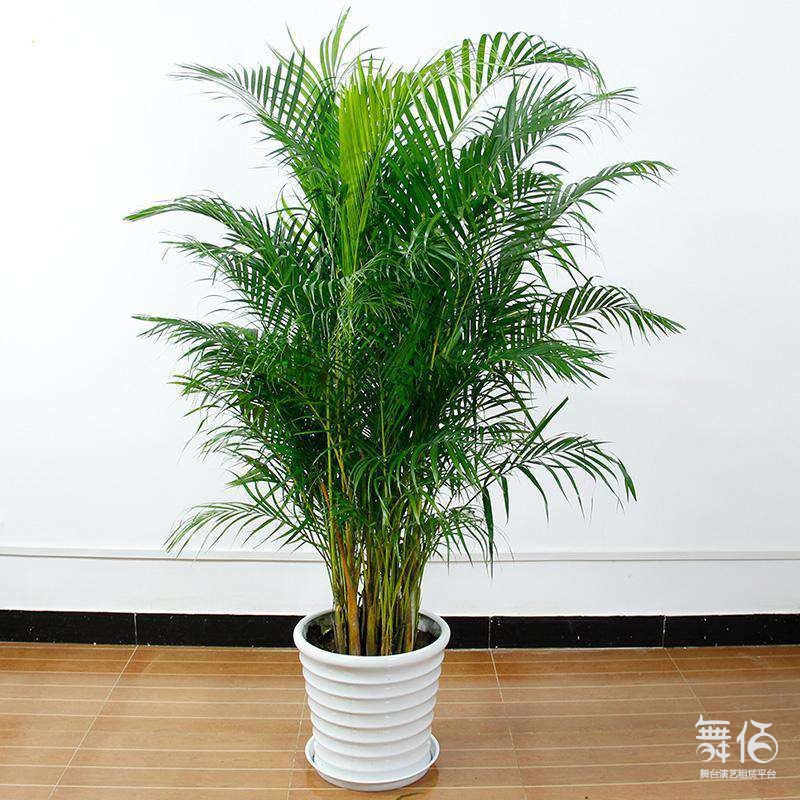 各类动物表演及鲜花绿植超高性价比租赁-舞台灯光设备租赁_舞美音响